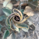 Flower of D. wrightii, as photographed near the cave site.